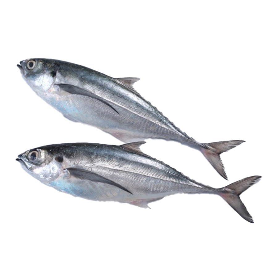 Horse Mackerel