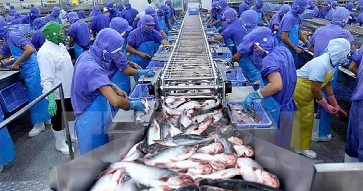pangasius-exports-to-cptpp-mexico-and-canada-regain-their-growth